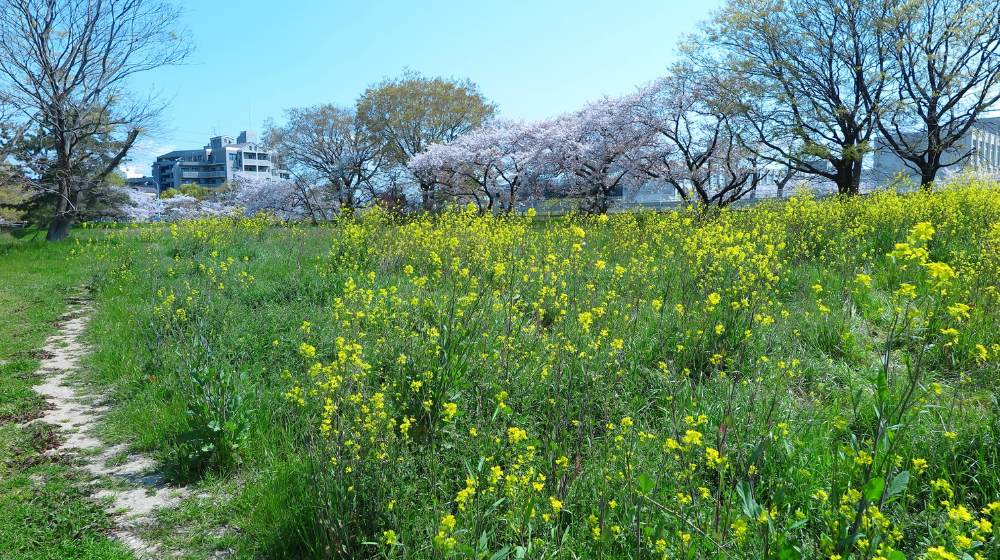 Spring Picture 