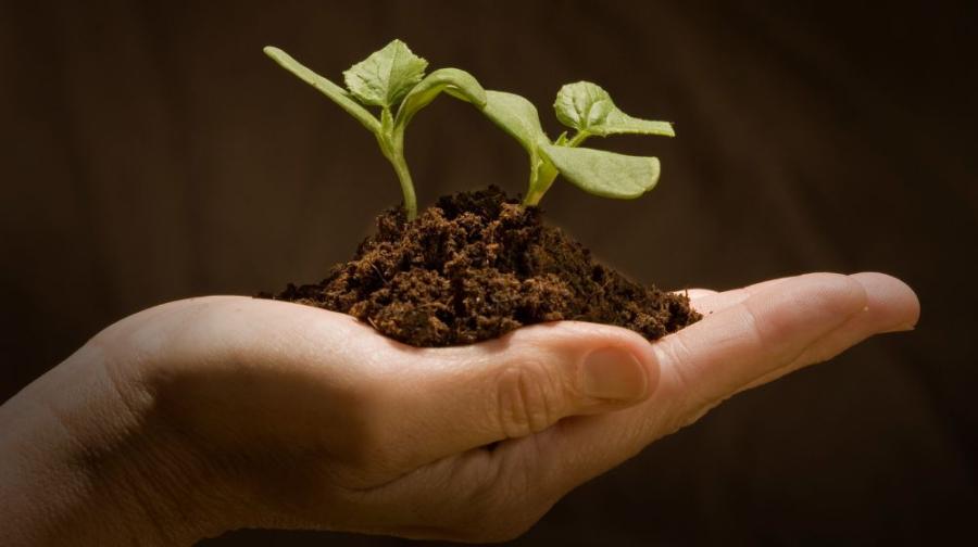 seedling in palm of hand