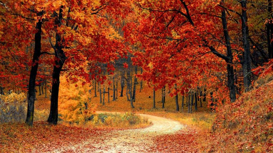 forest in autumn