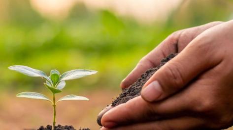 seedling and hand